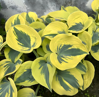 Хоста Голден Своллоу